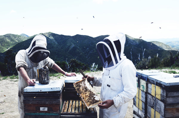 Raw Manuka Honey Harvested in New Zealand