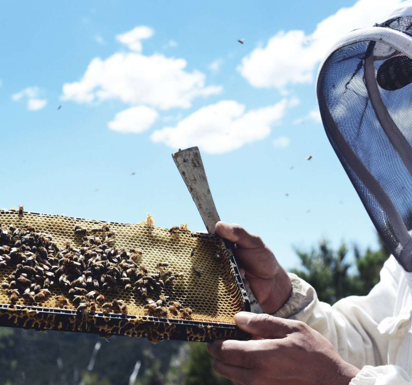 Steens Manuka Honey has 3 times more Pollen and beebread than other le ...