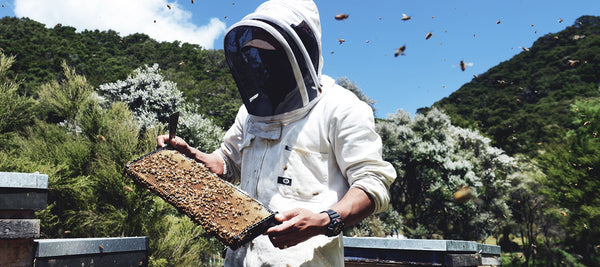 Regenerative Beekeeping with Steens Honey